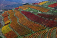 Load image into Gallery viewer, Porto and Douro