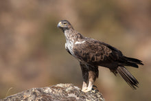 Load image into Gallery viewer, Porto and Douro