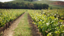 Load image into Gallery viewer, Lisbon wine country