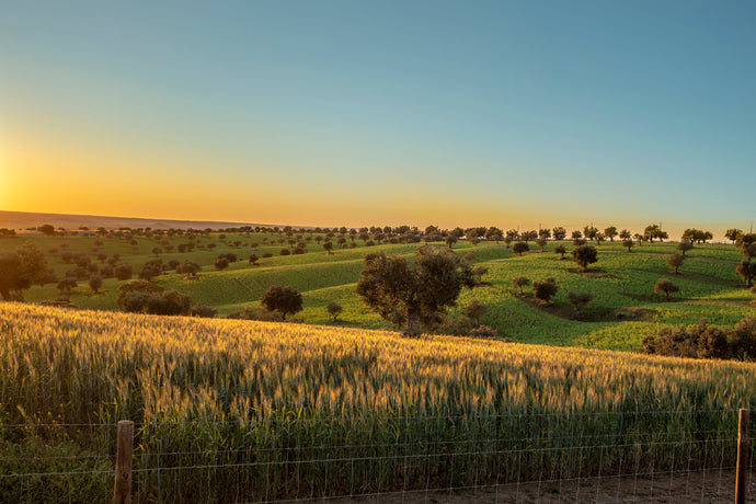 Alentejo, where roots are deep and time runs slower